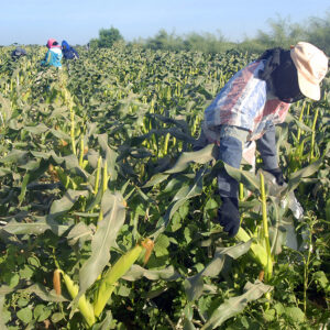 Ingestion accidentelle d’acide nitrique dans une entreprise agricole : étude de cas et revue de la littérature