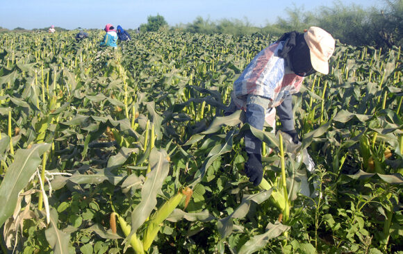 Ingestion accidentelle d’acide nitrique dans une entreprise agricole : étude de cas et revue de la littérature