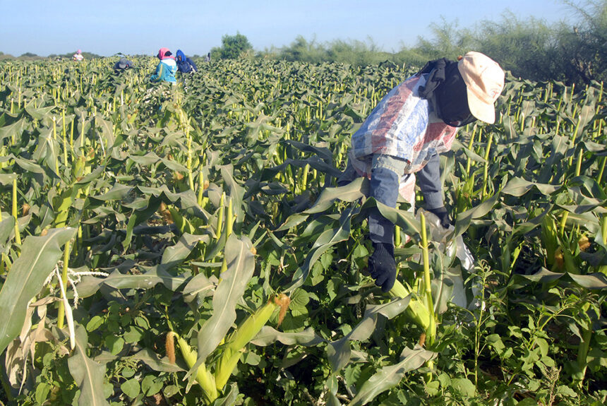 Ingestion accidentelle d’acide nitrique dans une entreprise agricole : étude de cas et revue de la littérature